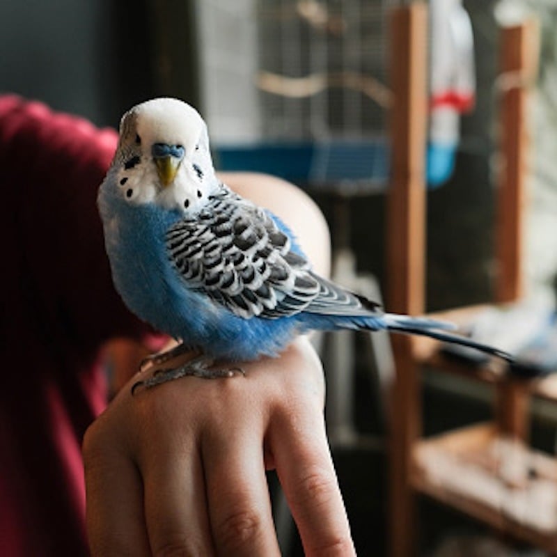 Companion Pet Supplier