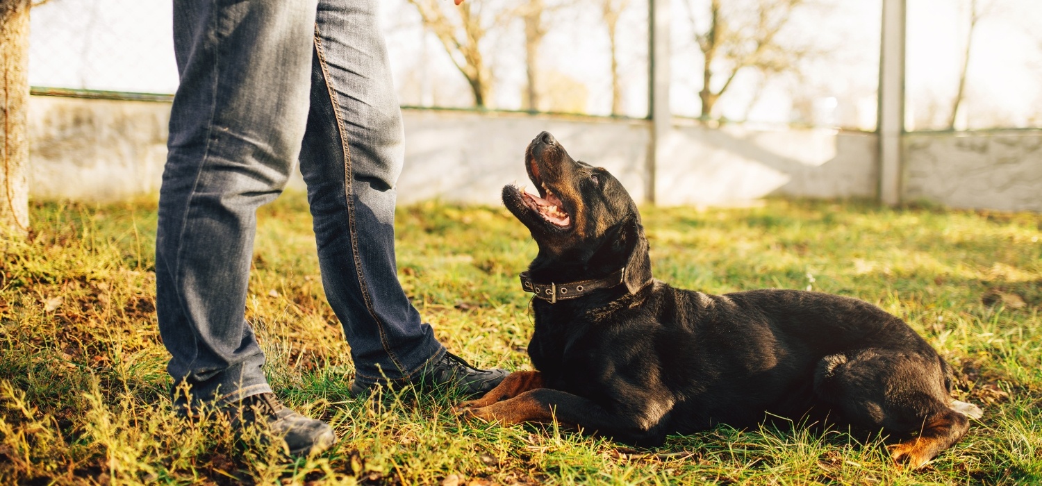 Joybound Provides Service Dogs to Veterans