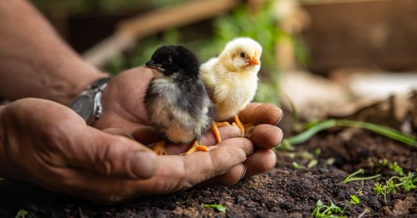 Livestock-Animal-Supplier