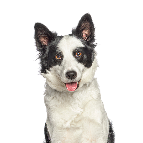 Black and White Border Collie 