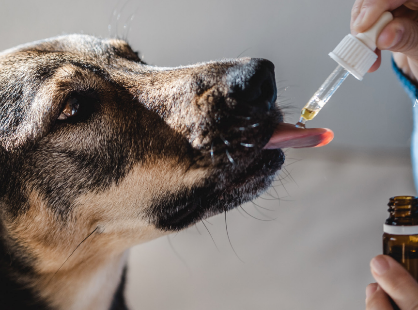 2025 Regulatory Report: What We Are Watching In the CBD and Hemp Pet Products Sector&nbsp;